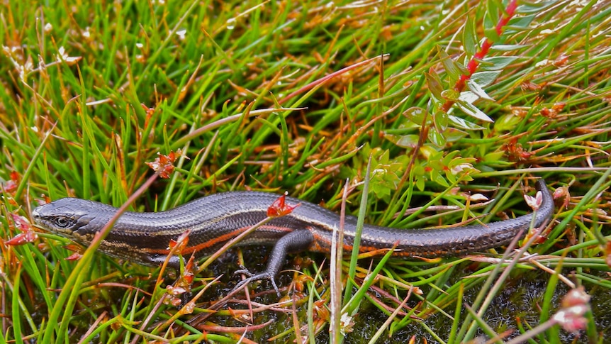 Alpine bog skink