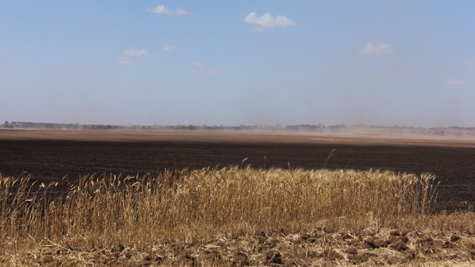 Blackened crops in a burnt paddock.