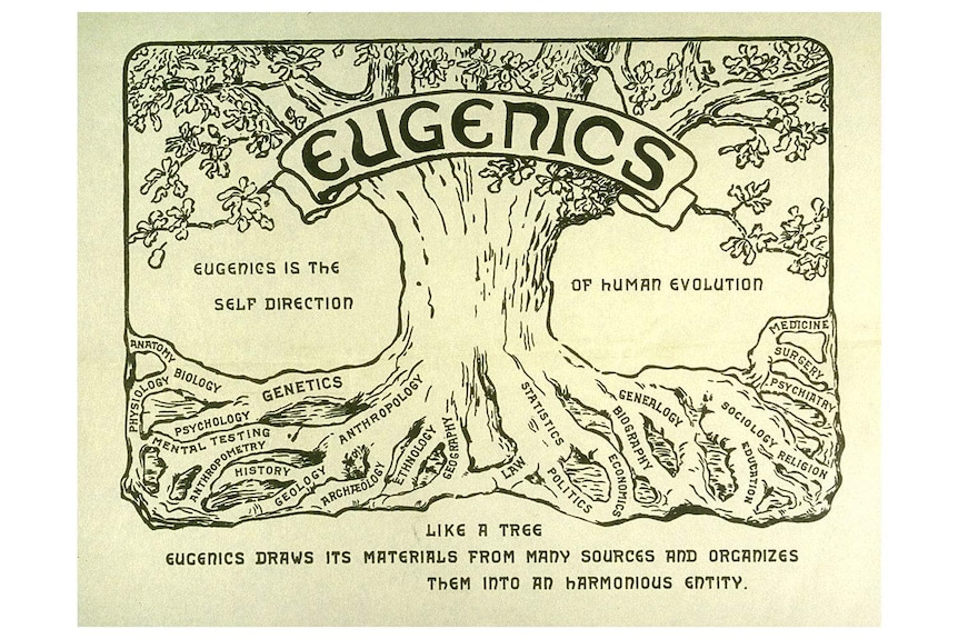 The eugenic tree - 'eugenics is the self direction of human evolution'