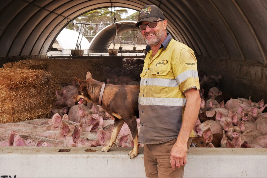 Man standing in piggery with brown dog.