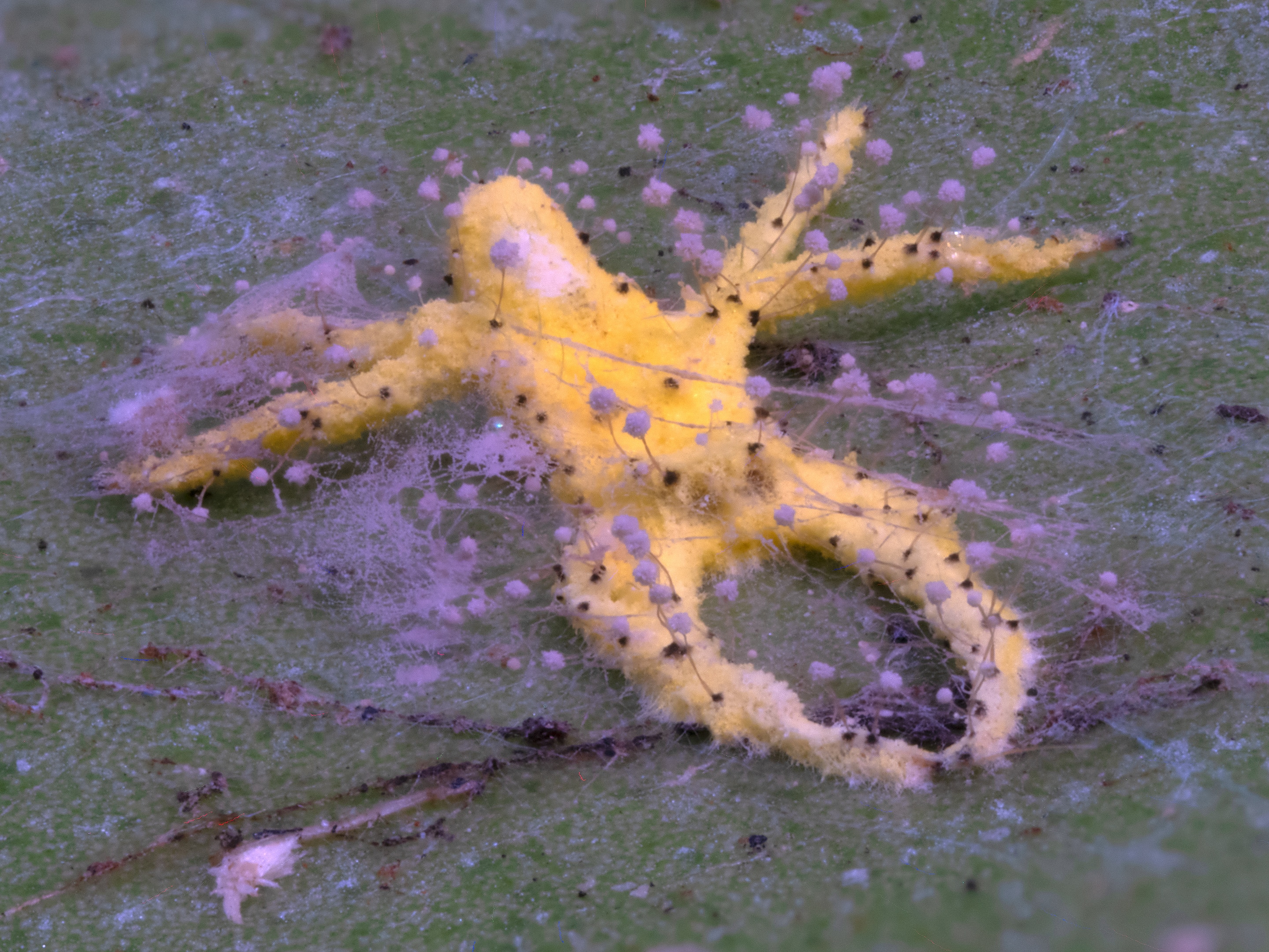 Yellow and purple fungi cover a dead spider. 