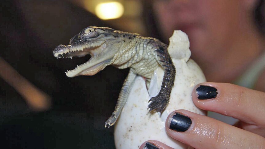 Science pushes boundaries in pursuit of perfect crocodile