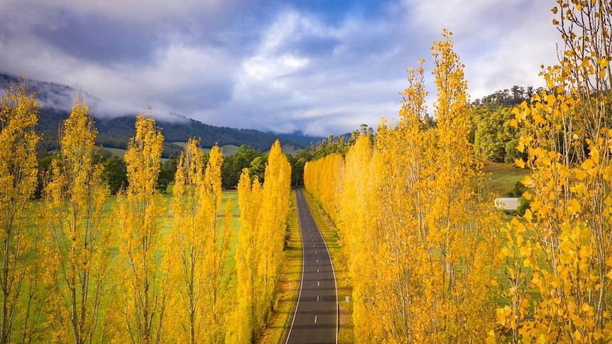 A drone photo of a road lined with trees that have turned yellow with autumn.
