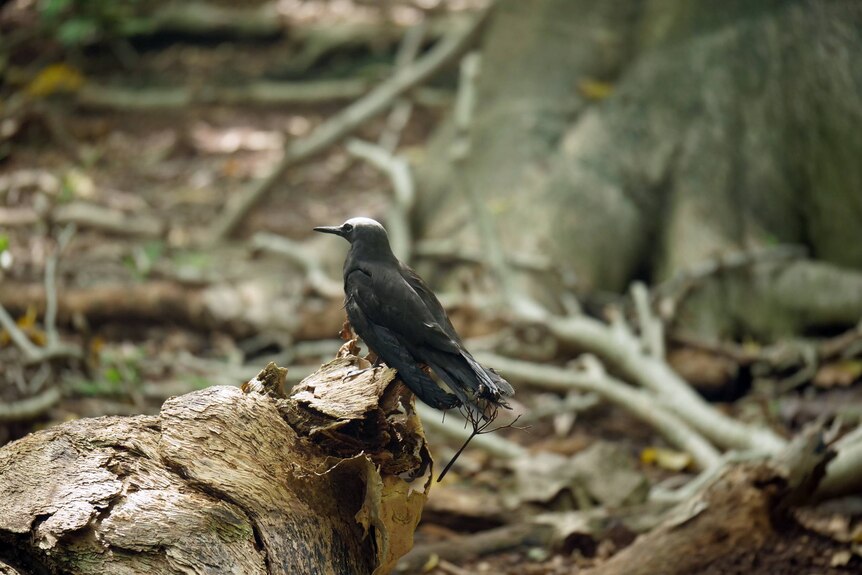 A black noddy sitting on a log, a pisonia flower stuck on its tail.