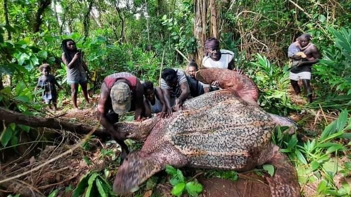 A huge leatherback turtle is pushed by a group of Bougainvilleans in a dense green forest