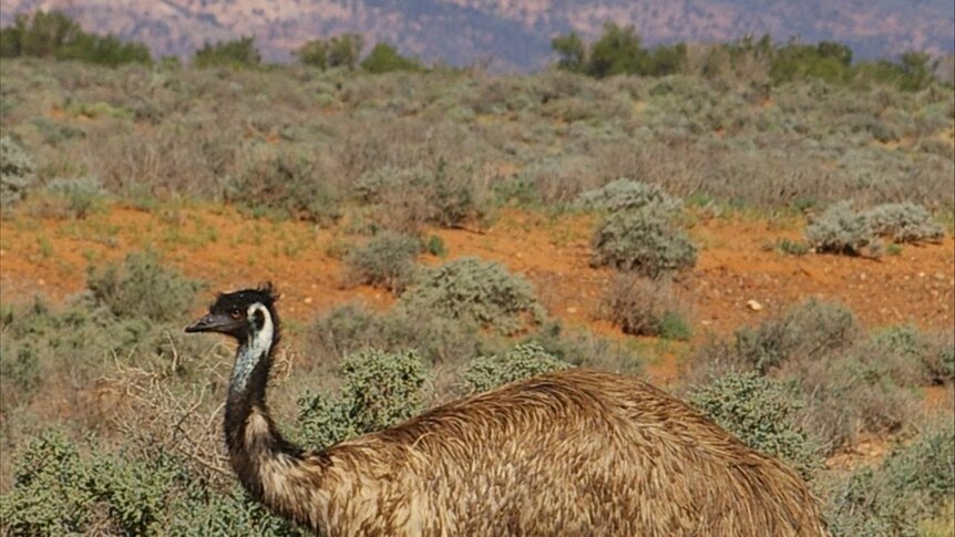 An emu near the Flinders Ranges.