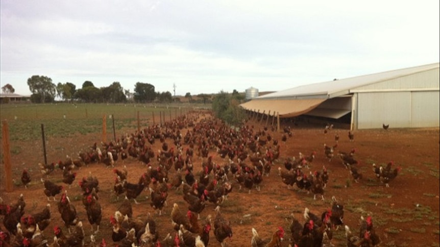 SA Free Range Egg Farm
