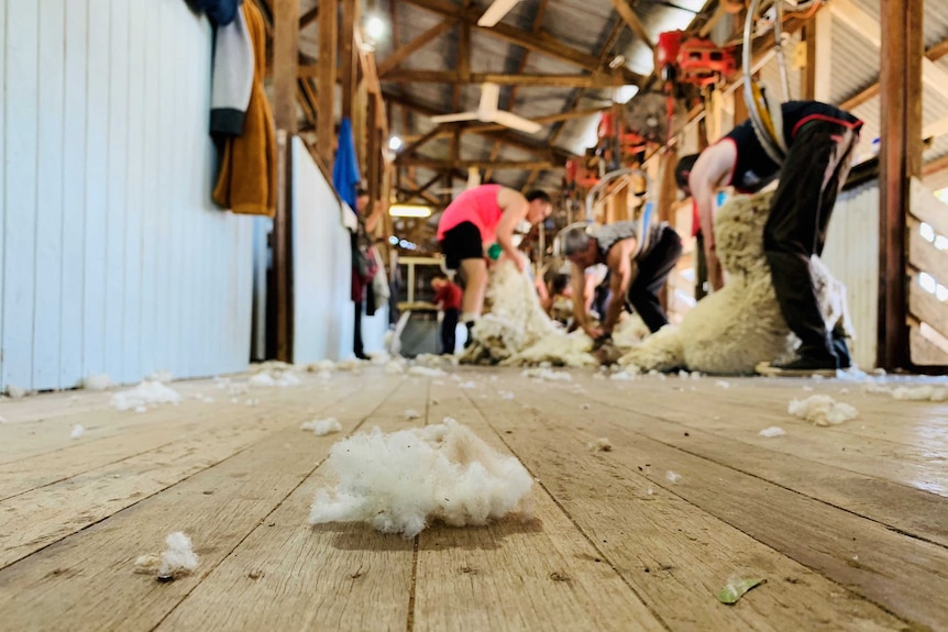 A piece of wool on the floor, in focus, in a shearing shed with a team of shearing shearing sheep.