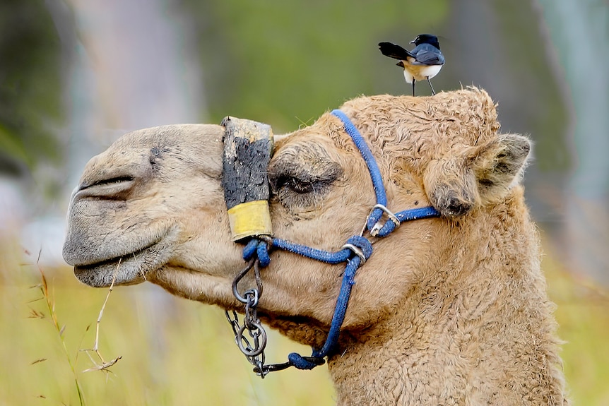 A close up of a camel's head looking to the side with a harness on, a bird sits on top of its head