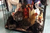 Chickens seized
