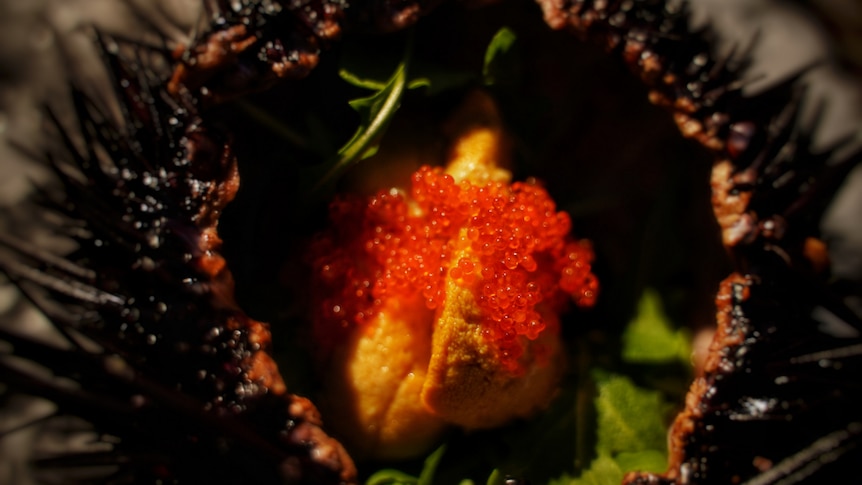 A close-up view of the inside of a sea urchin, prepared as a finished dish.