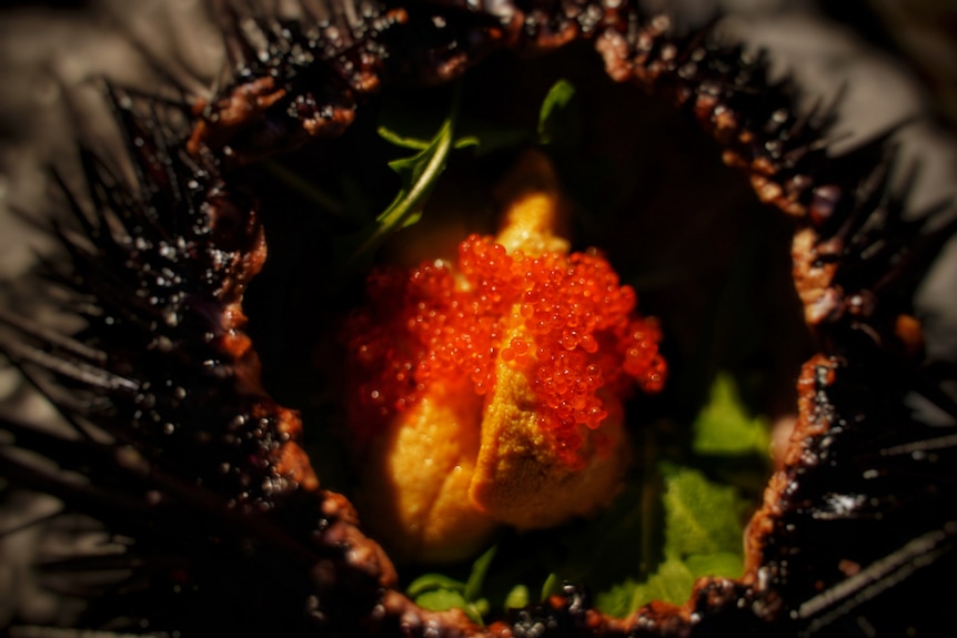 A close-up view of the inside of a sea urchin, prepared as a finished dish.