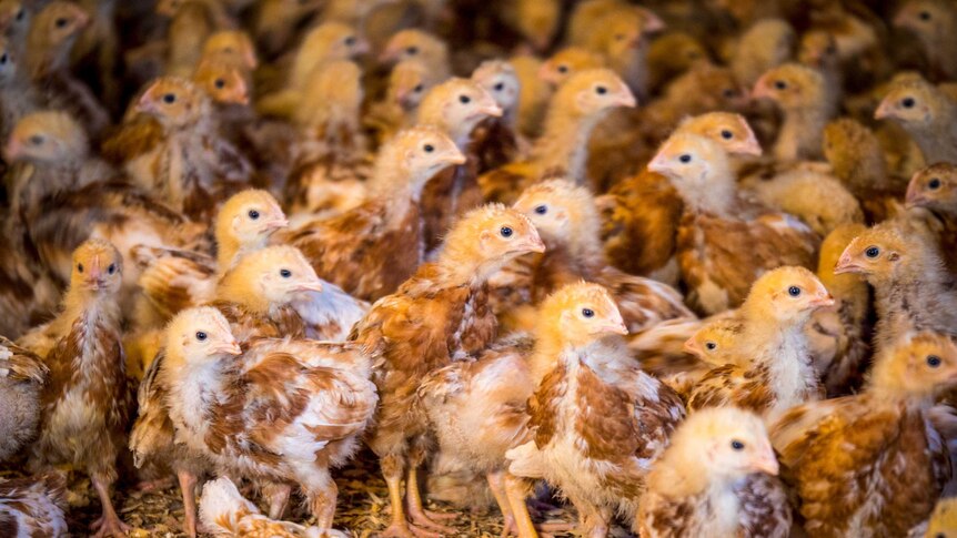 A large cluster of month-old chickens.