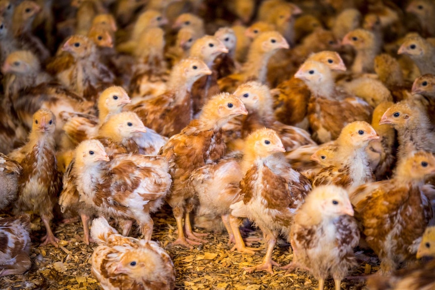 A large cluster of month-old chickens.