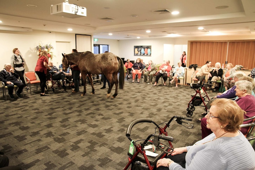 A horse stands in a room full of seated elderly residents.