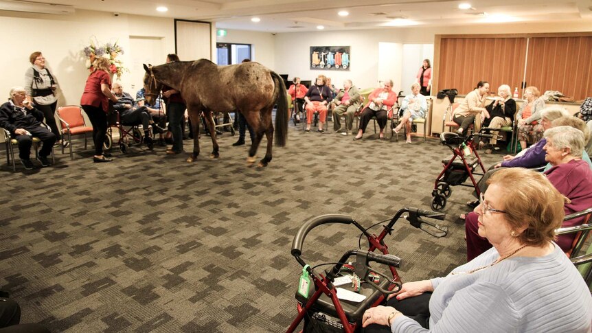 A horse stands in a room full of seated elderly residents