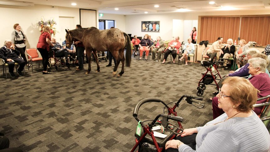 A horse stands in a room full of seated elderly residents.