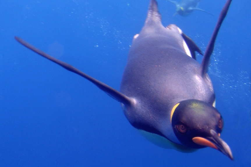 An underwater shot of a king penguin swimming with its wings out in blue water.