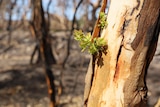 Green leaves sprout out of a burnt tree