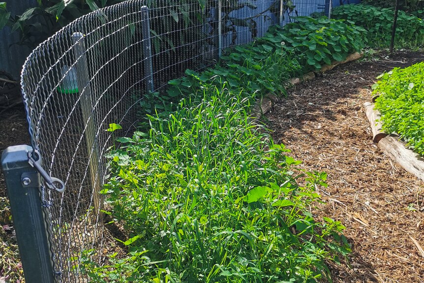Koren's green manure garden two months after sowing 