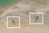 Turtle drones spot crocodiles