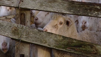 South Australian sheep favoured for snake anti-venom. (File photo)