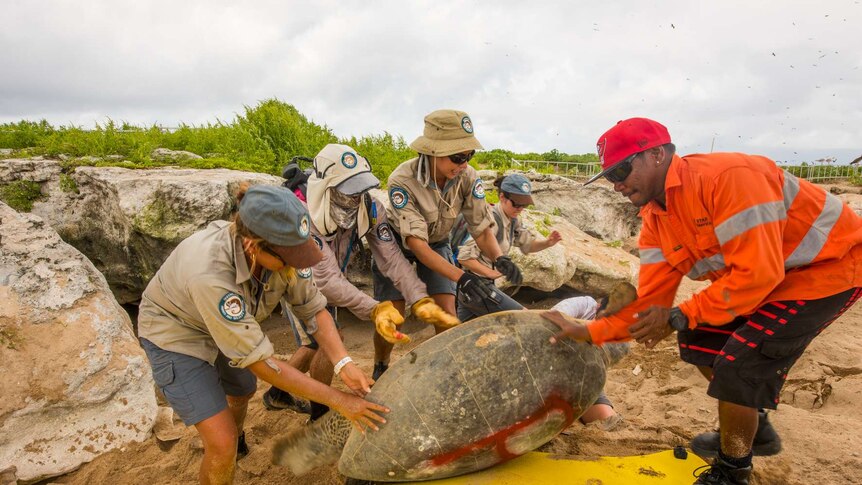 Queensland Parks and Wildlife Service staff help move a turtle on Raine Island