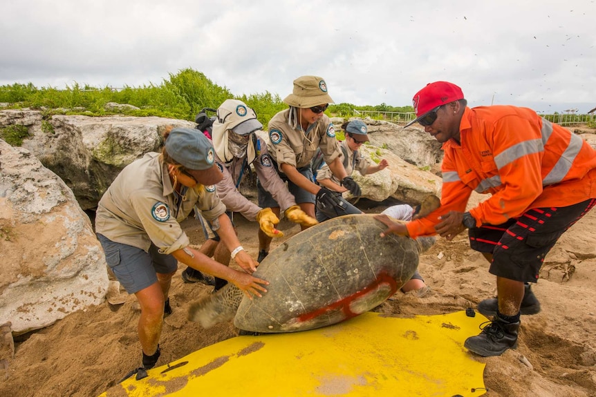 Queensland Parks and Wildlife Service staff help move a turtle on Raine Island