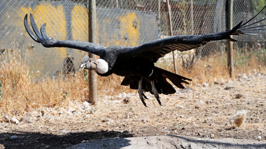 A condor flies low to the ground with its wings outstretched with a fence behind it
