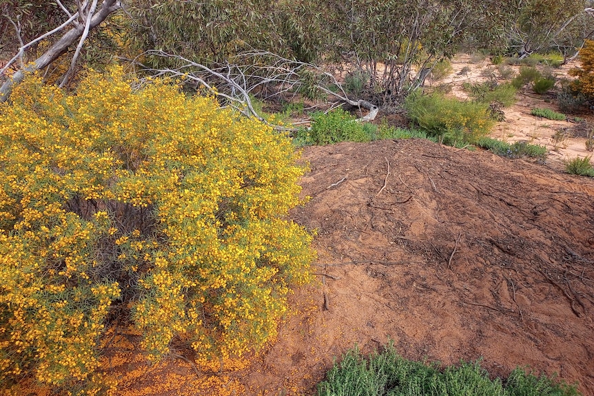 A yellow flowering shrub grows next to a mound of dirt with more green shrubbery in the background