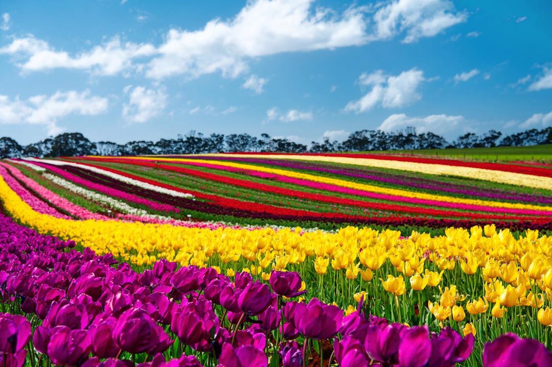 Rows and rows of different coloured tulips.