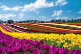 Rows and rows of different coloured tulips.