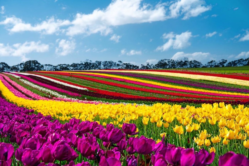 Rows and rows of tulips of different colors.
