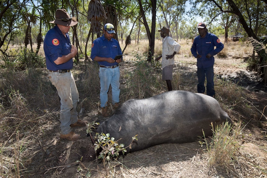 Rangers are standing around a decapitated buffalo in Central Arnhem Land