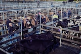 People and cattle at a saleyard