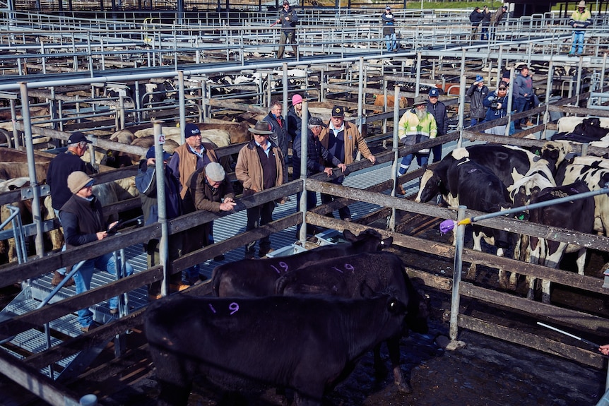 People and cattle at a saleyard