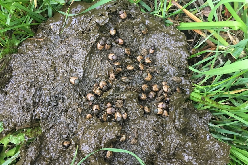 A mass of beetles on top of a cow pat.