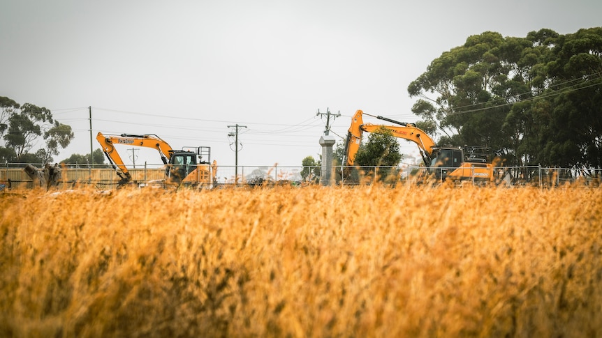 Yellow grasses wave in the foreground as two yellow digger machines work behind a fence in the background