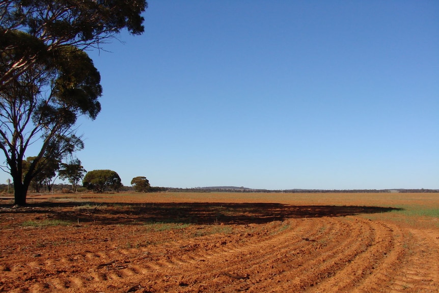 Moorine Rock is a mozaic of industries: cropping, livestock and mining