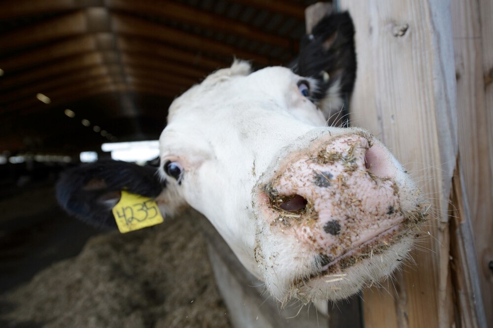 Deadline Extended For South West Victorian Dairy Farm Buy Up Abc News