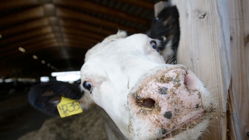 Private company investing in Victorian dairy farms