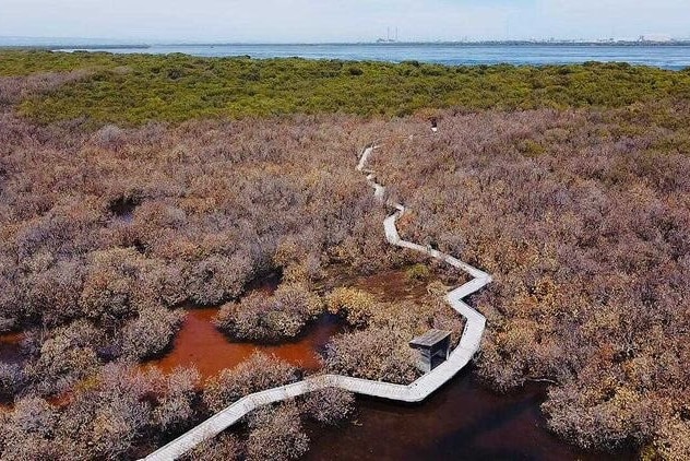 Dead mangroves beside a boardwalk