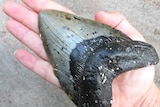 fossilised megalodon tooth