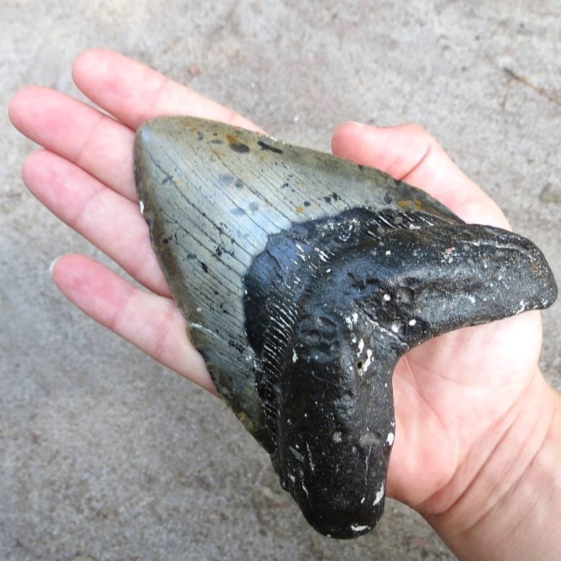fossilised megalodon tooth
