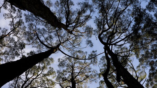 eucalypt canopy