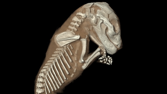 3D model of Thylacine showing its bone structure