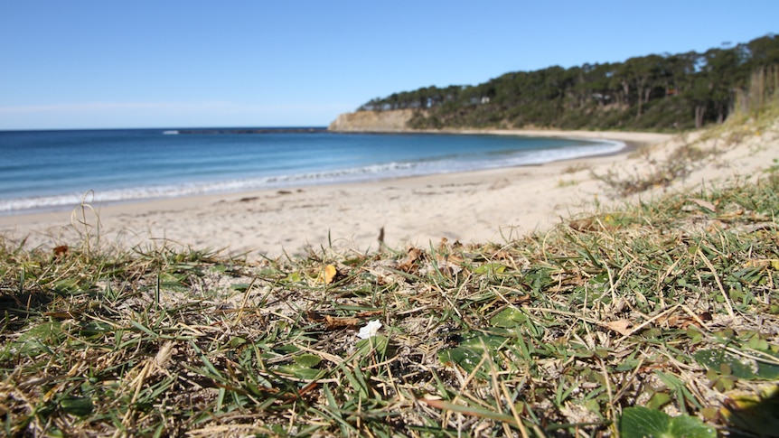 A beautiful beach with a forest on the shoreline