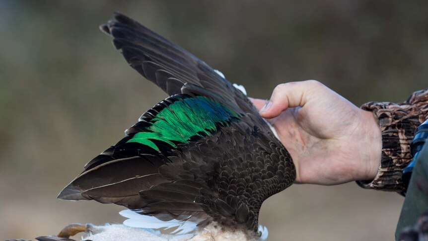 A hunter spreads the wing of a shot Pacific black duck, revealing the classic green plumage.