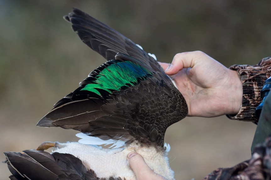 A hunter spreads the wing of a shot Pacific black duck, revealing the classic green plumage.