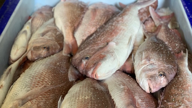 Snapper fish in a tray.